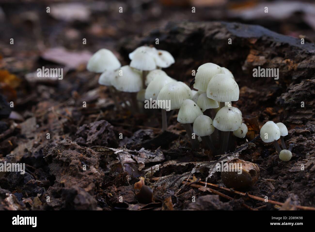 Champignons de capot d'Ange, Mycena arcangeliana. Banque D'Images