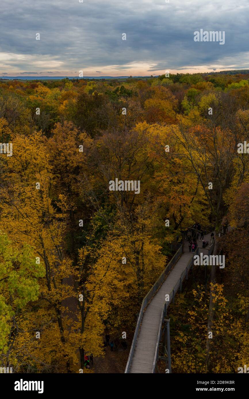 Atmosphère d'automne dans le parc national de Hainich - Thuringe / Allemagne Banque D'Images