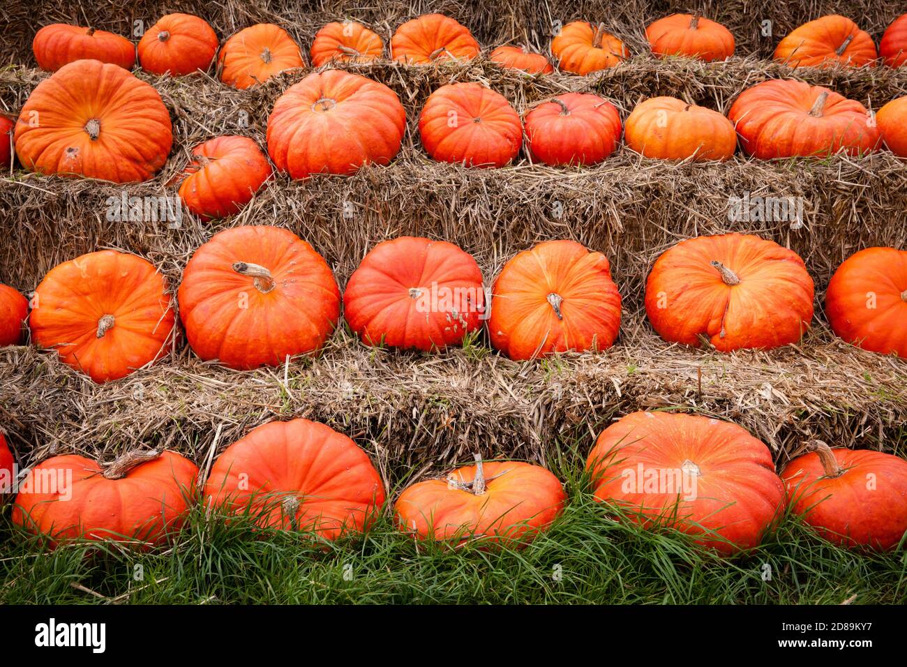 Une pyramide de pumkins sur un champ près de Hamminkeln-Bruenen dans la région du Bas Rhin, Rhénanie-du-Nord-Westphalie, Allemagne. Eine Kuerbispyramide auf einem Fe Banque D'Images