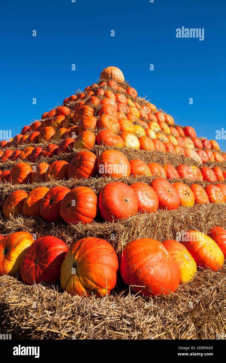 Une pyramide de pumkins sur un champ près de Hamminkeln-Bruenen dans la région du Bas Rhin, Rhénanie-du-Nord-Westphalie, Allemagne. Eine Kuerbispyramide auf einem Fe Banque D'Images