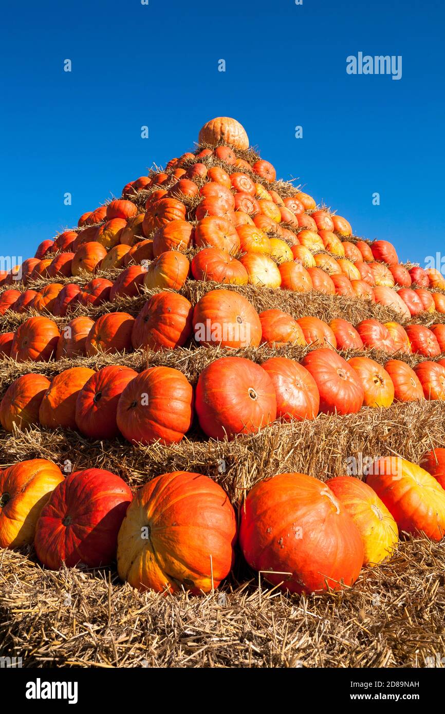 Une pyramide de pumkins sur un champ près de Hamminkeln-Bruenen dans la région du Bas Rhin, Rhénanie-du-Nord-Westphalie, Allemagne. Eine Kuerbispyramide auf einem Fe Banque D'Images