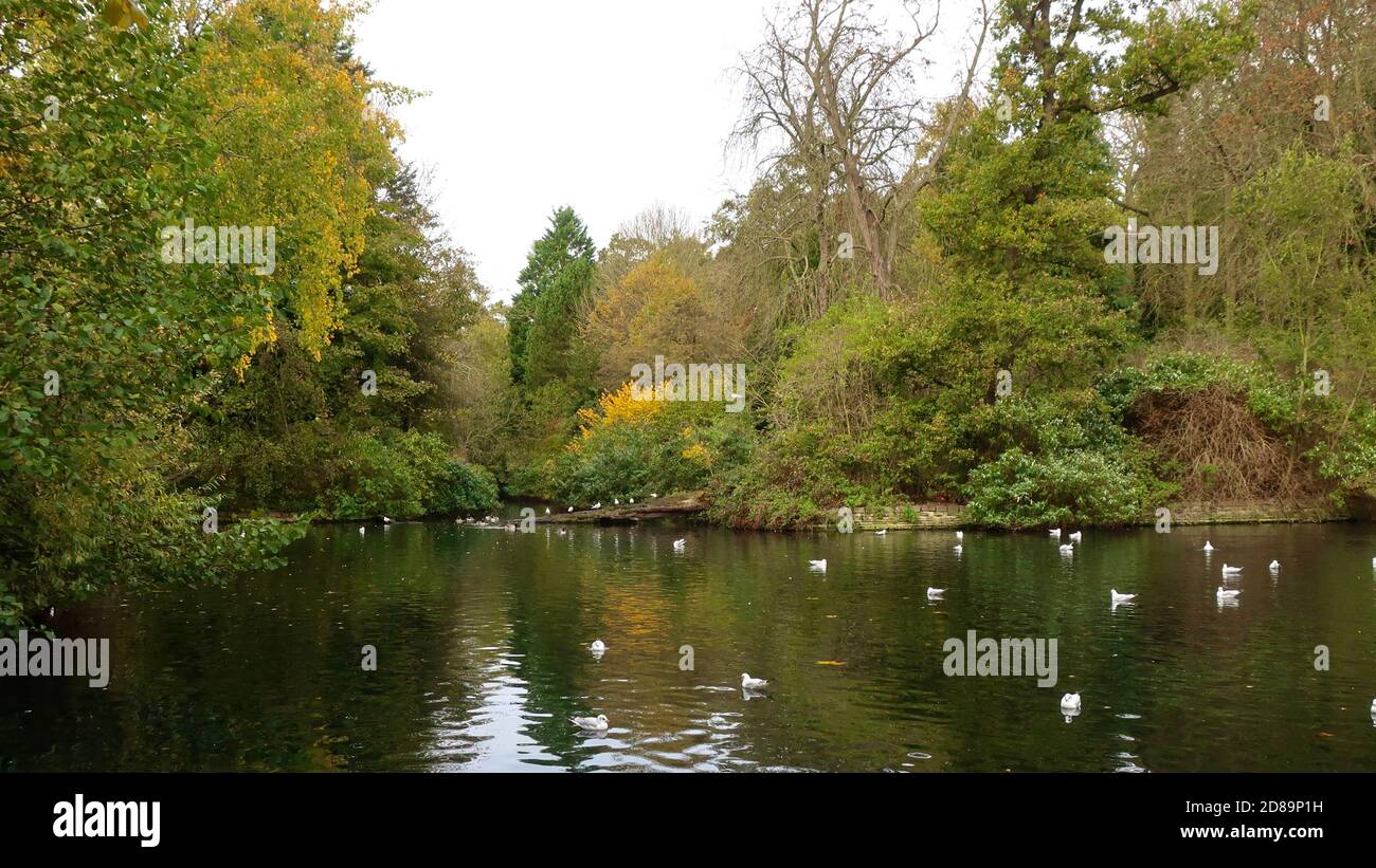 Ipswich, Suffolk, Royaume-Uni - 28 octobre 2020 : le Wilderness Pond dans le parc de Christchurch, le matin d'automne froid. Banque D'Images