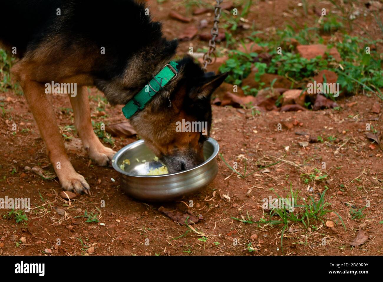 Chien mignon mangeant sa nourriture à la maison, race de croix de berger allemand et de paria indien Banque D'Images