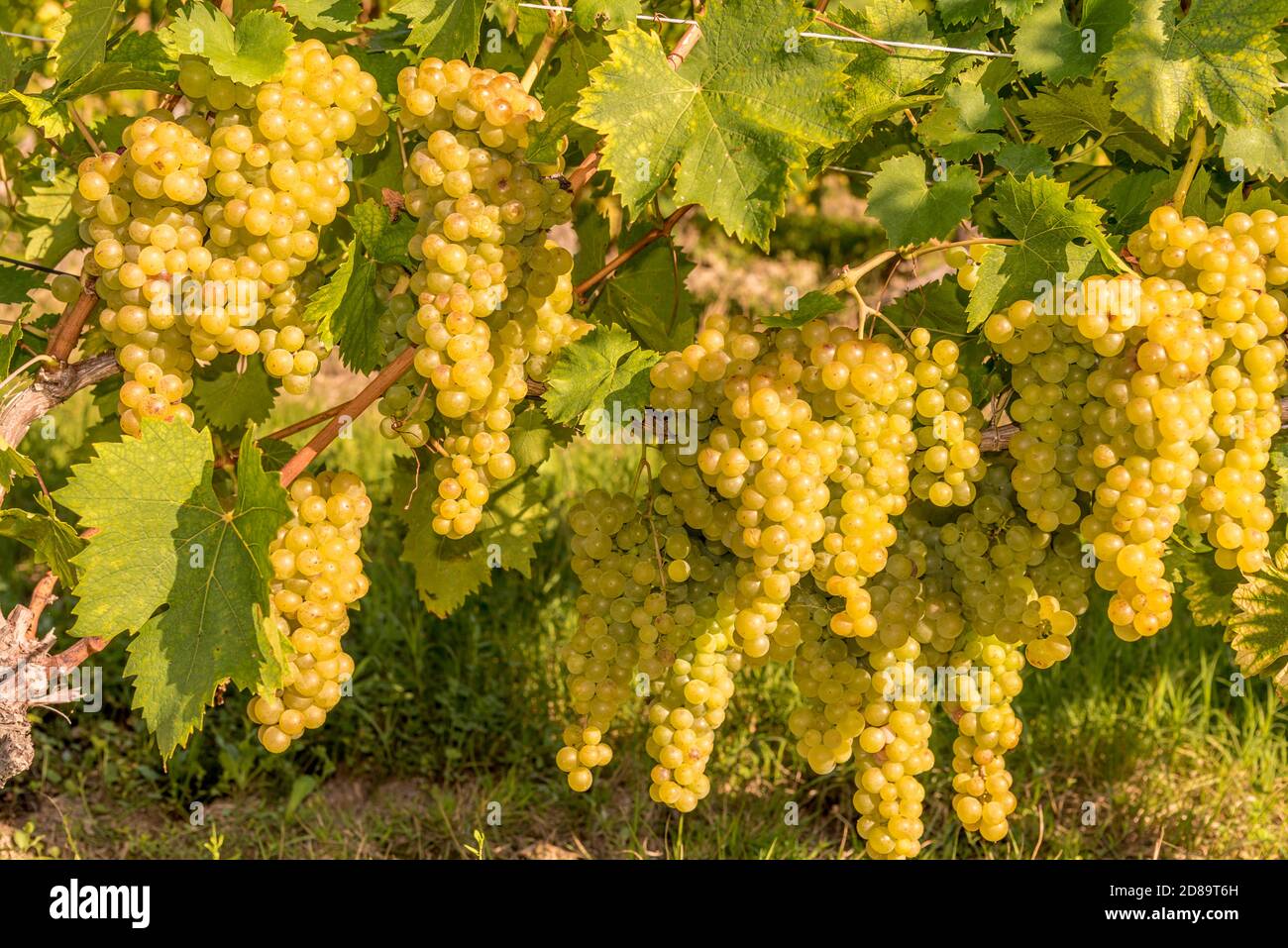 bouquet doré de raisins muscat parmi les feuilles de vigne vertes Banque D'Images