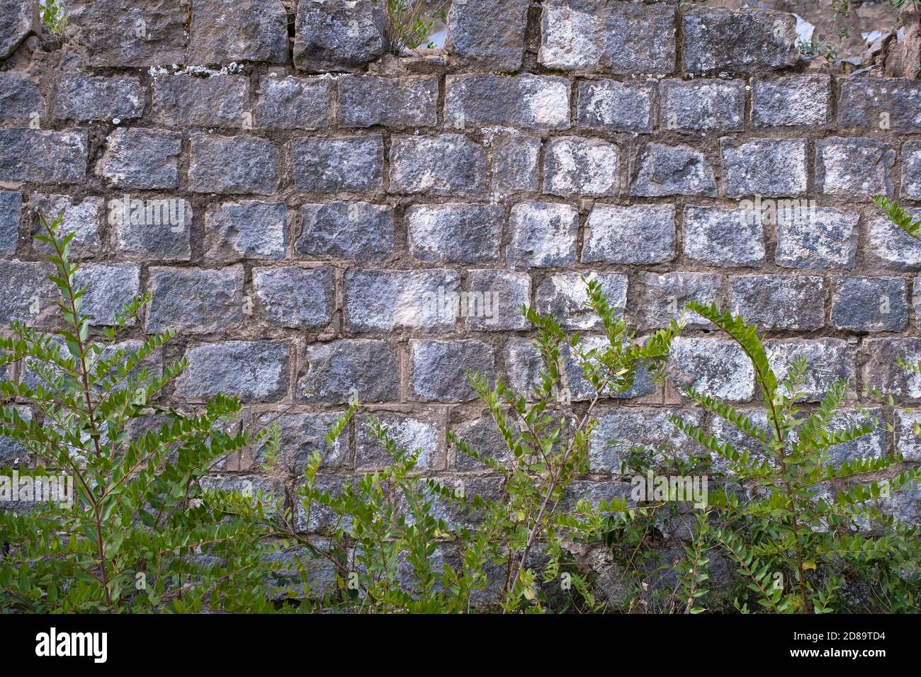 Fond de mur en pierre grise et quelques plantes de lierre verte. Banque D'Images