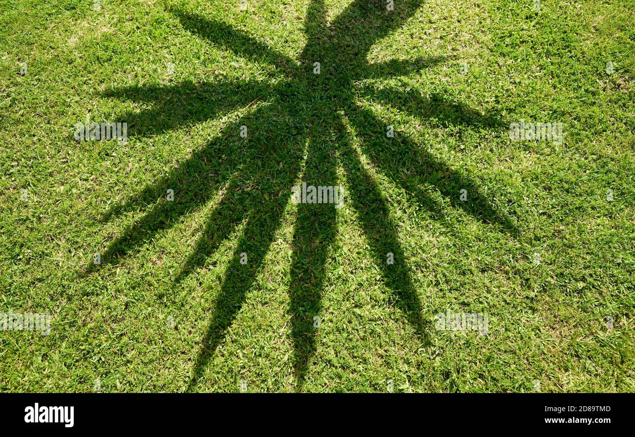 Ombre du palmier sur l'herbe, arrière-plan abstrait de la nature. Banque D'Images
