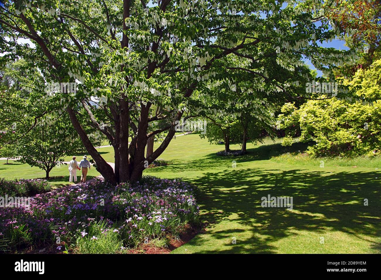 Les bractées blanches de Davidia involucrata lui donnent le nom commun de Handkerchief ou Dove Tree, Killerton House, nr Exeter, Devon, Angleterre, Royaume-Uni Banque D'Images