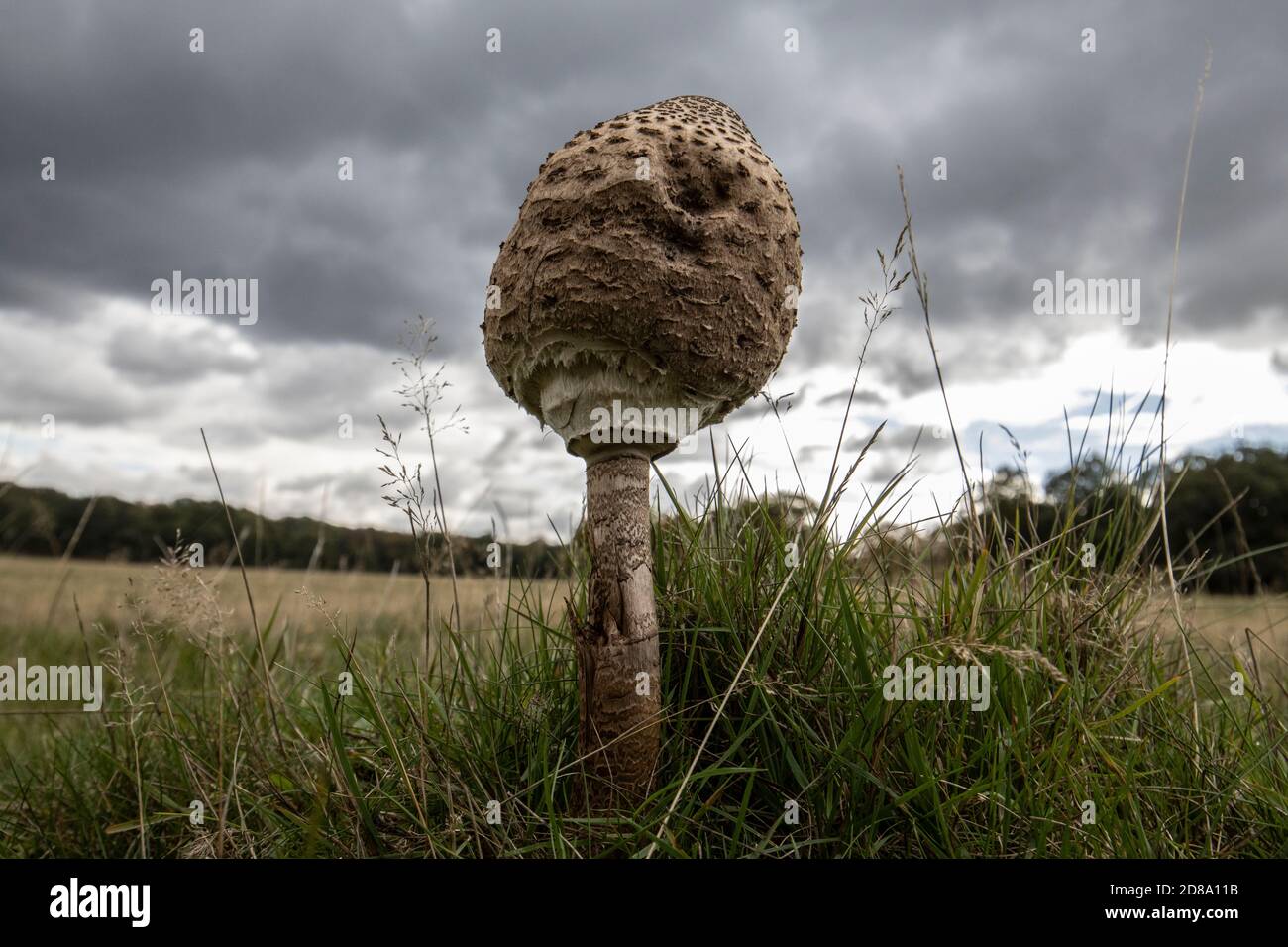 Champignons de la forêt de parasol Shaggy poussant à Richmond Park, Surrey, Angleterre, Royaume-Uni Banque D'Images