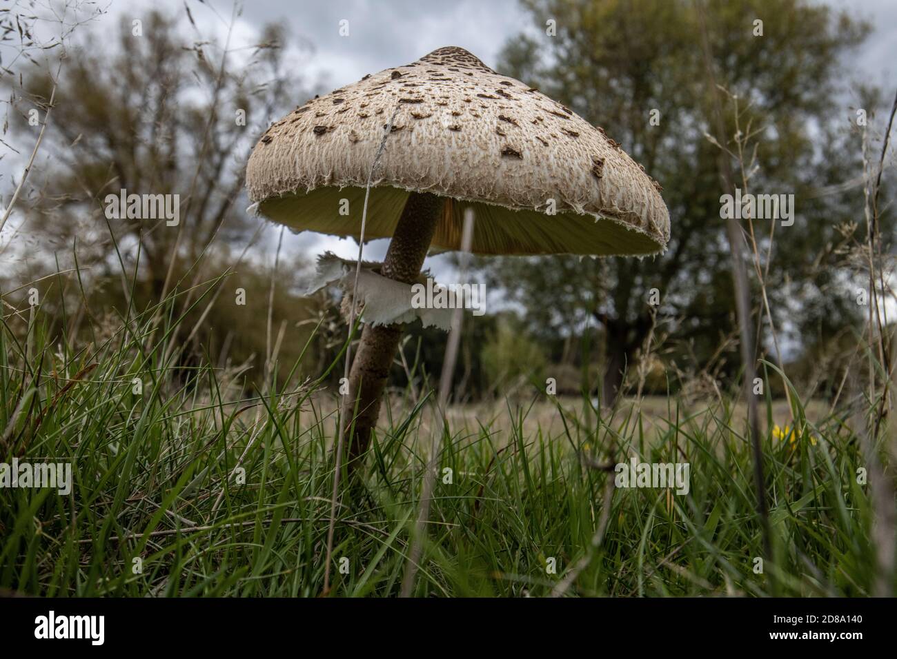 Champignons de la forêt de parasol Shaggy poussant à Richmond Park, Surrey, Angleterre, Royaume-Uni Banque D'Images