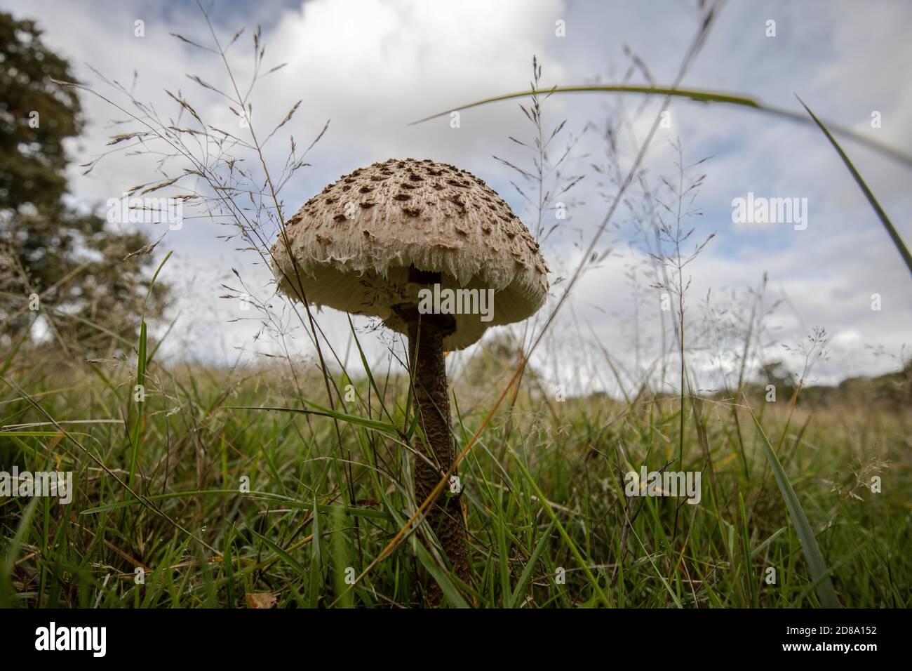 Champignons de la forêt de parasol Shaggy poussant à Richmond Park, Surrey, Angleterre, Royaume-Uni Banque D'Images