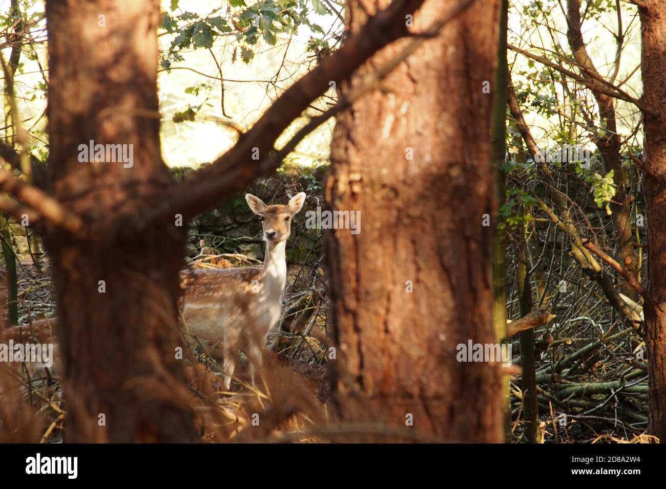 Un cerf de Virginie femelle, un jour d'automne ensoleillé, regardant entre deux troncs d'arbre, camouflées, entouré de branches cassées de petits arbres Banque D'Images