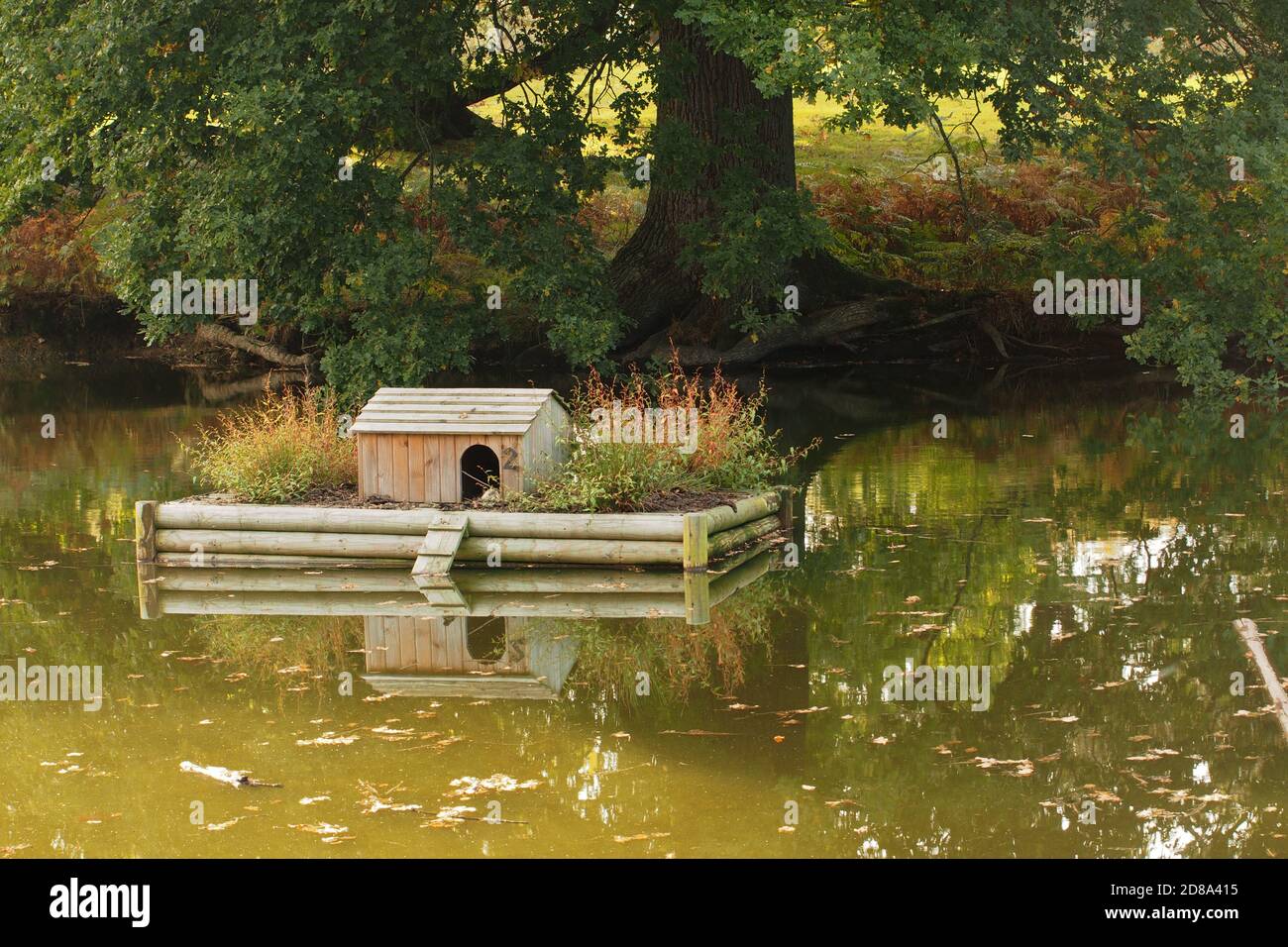 Une maison flottante pour les oiseaux aquatiques au milieu d'un étang, en automne, avec des reflets du grand chêne sur la rive opposée Banque D'Images