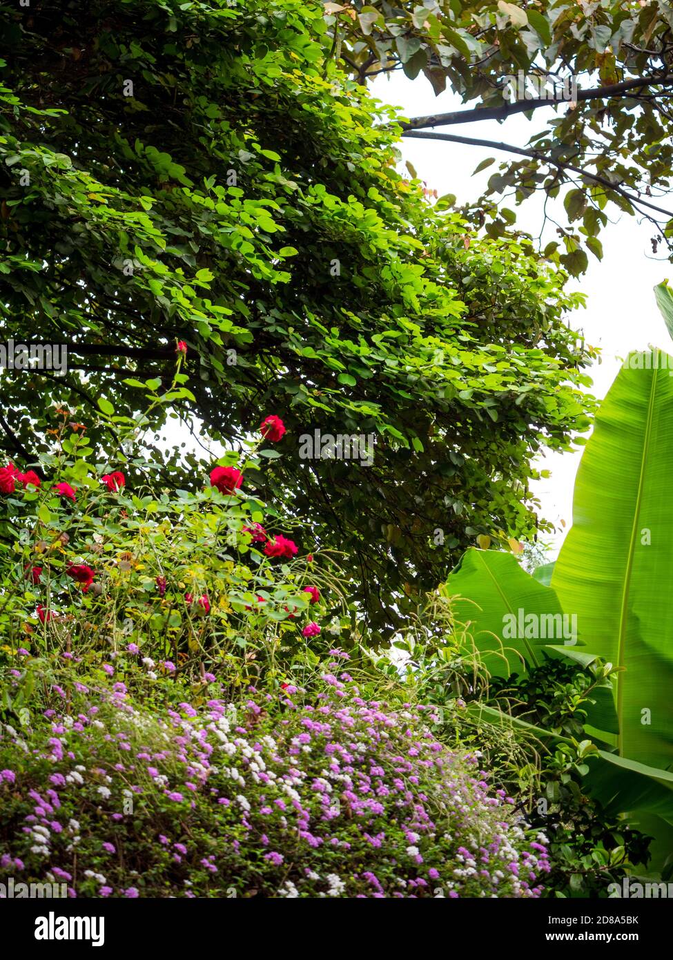 Rose chinoise connue sous le nom de rose Bengale ou cramoisi Bengale Banque D'Images