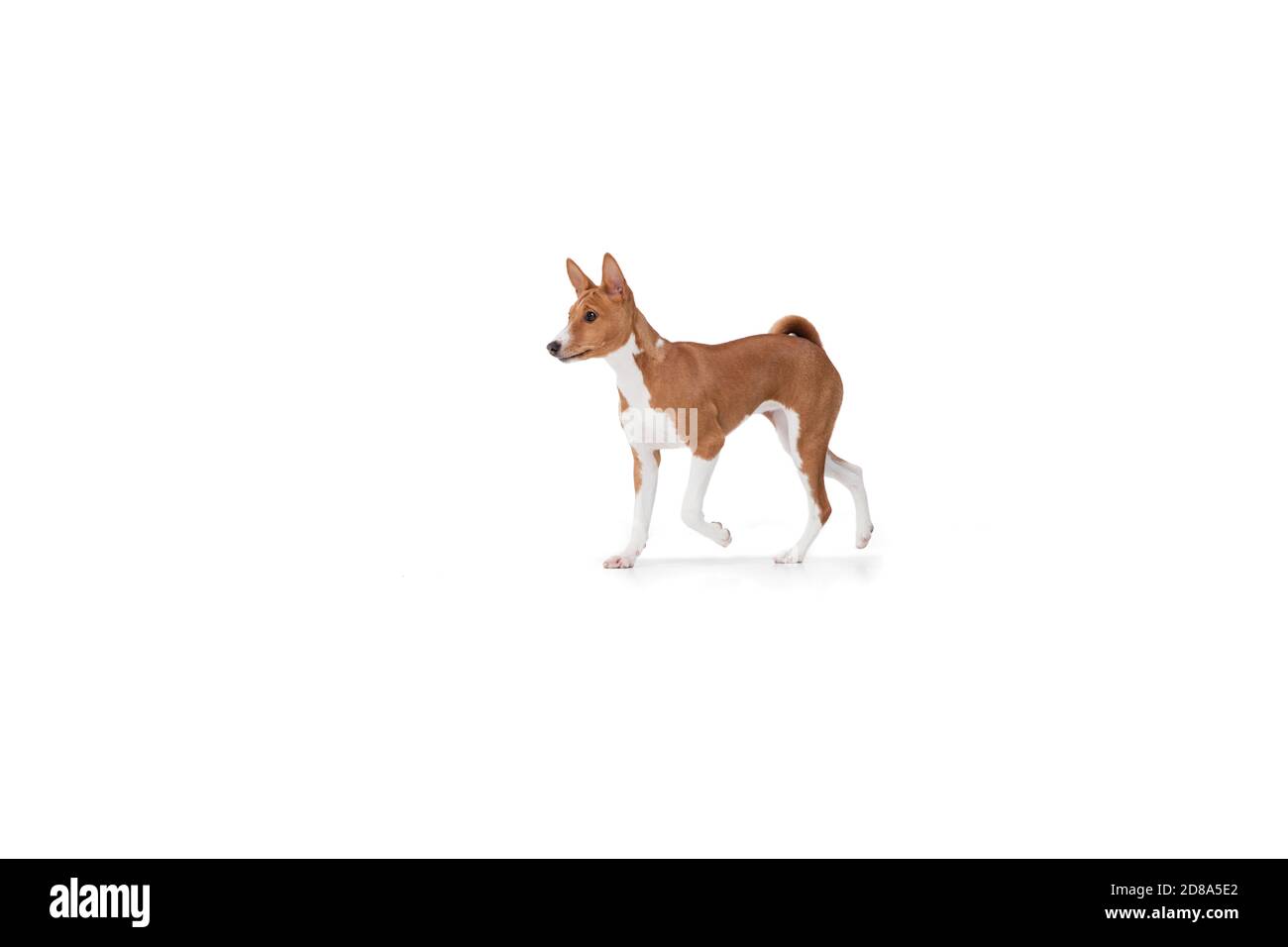 Le jeune chien Basenji pose. Adorable chien blanc marron ludique ou animal jouant sur fond blanc de studio. Concept de mouvement, d'action, de mouvement, d'amour des animaux de compagnie. Il a l'air ravi, drôle. CopySpace pour publicité. Banque D'Images