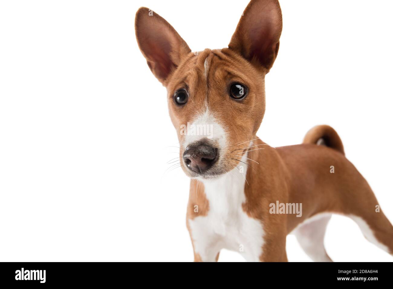 Le jeune chien Basenji pose. Adorable chien blanc marron ludique ou animal jouant sur fond blanc de studio. Concept de mouvement, d'action, de mouvement, d'amour des animaux de compagnie. Il a l'air ravi, drôle. CopySpace pour publicité. Banque D'Images