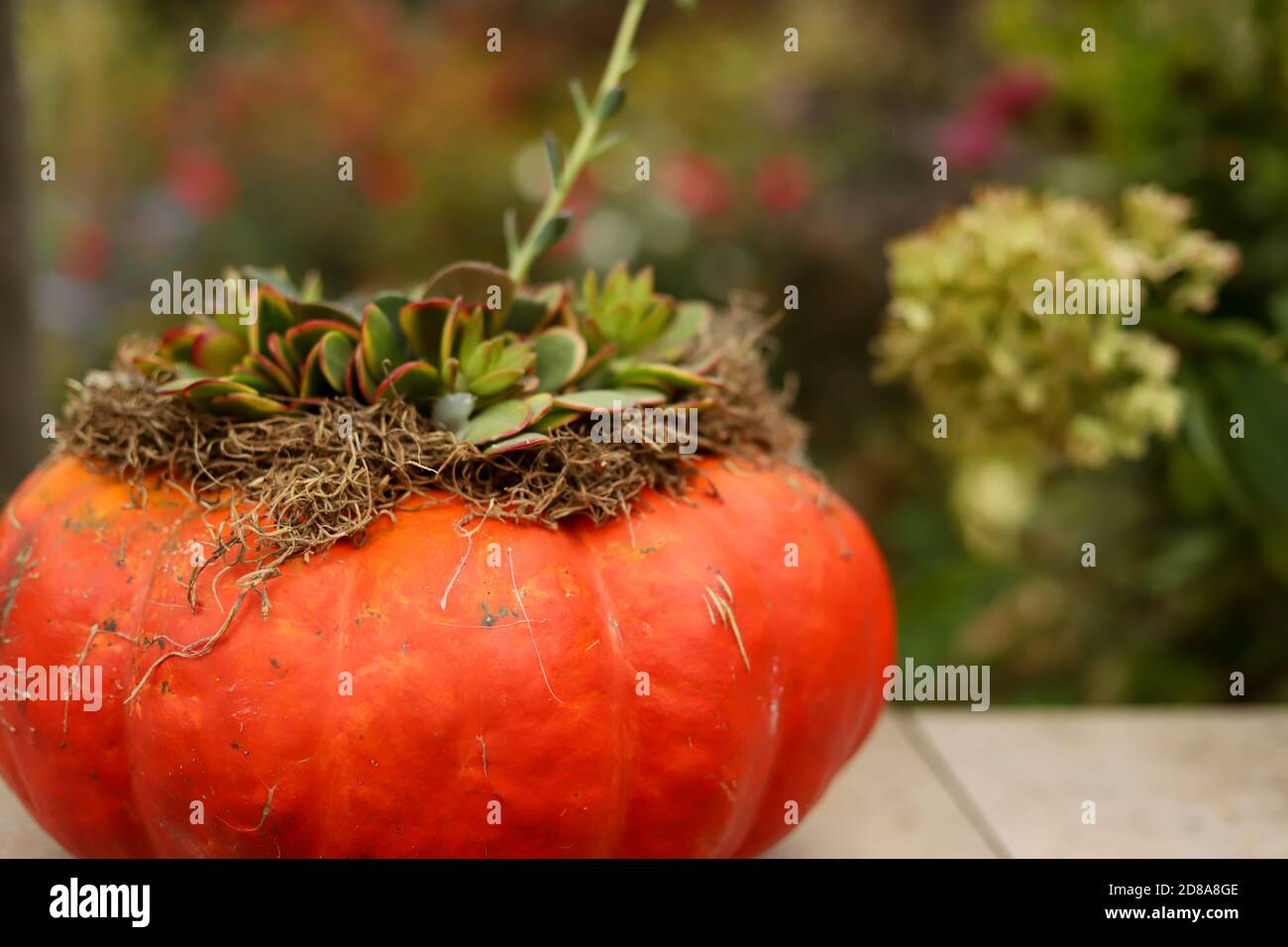 Une citrouille de cendrillon orange débordant de succulents et de mousse dans une arrière-cour du midwest d'automne. Banque D'Images