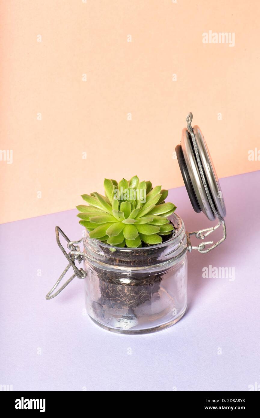 Plante succulente dans un pot en verre. Décoration florale sur fond de couleur Banque D'Images