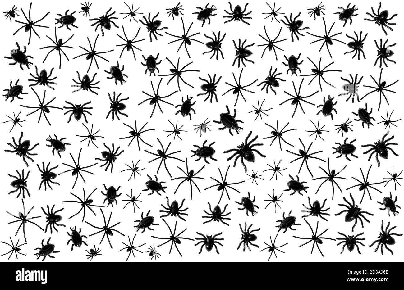 Arrière-plan de Halloween. Araignée noire et coléoptères sur blanc Banque D'Images