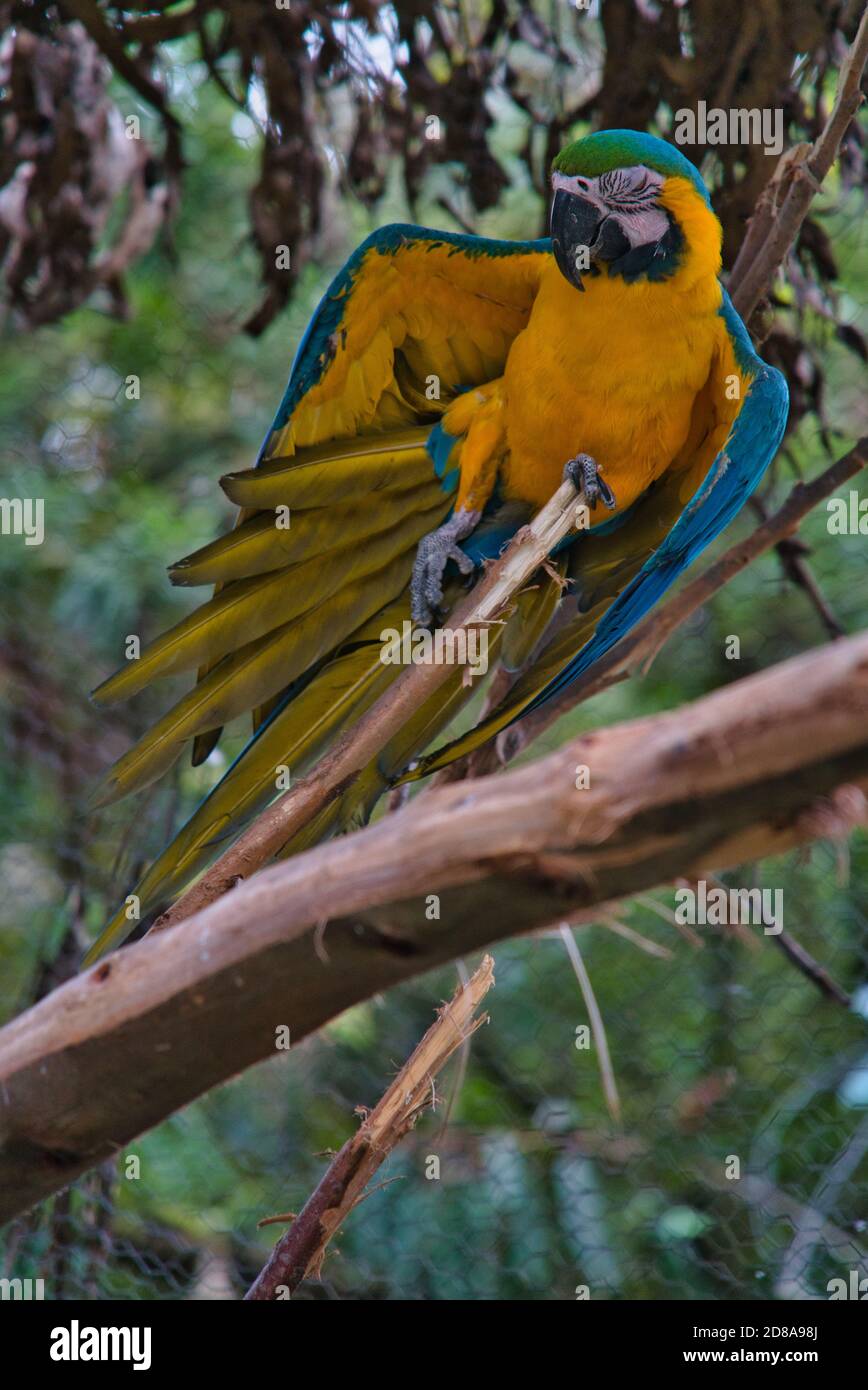 perroquet bleu jaune sur une branche dans un zoo à équateur Banque D'Images