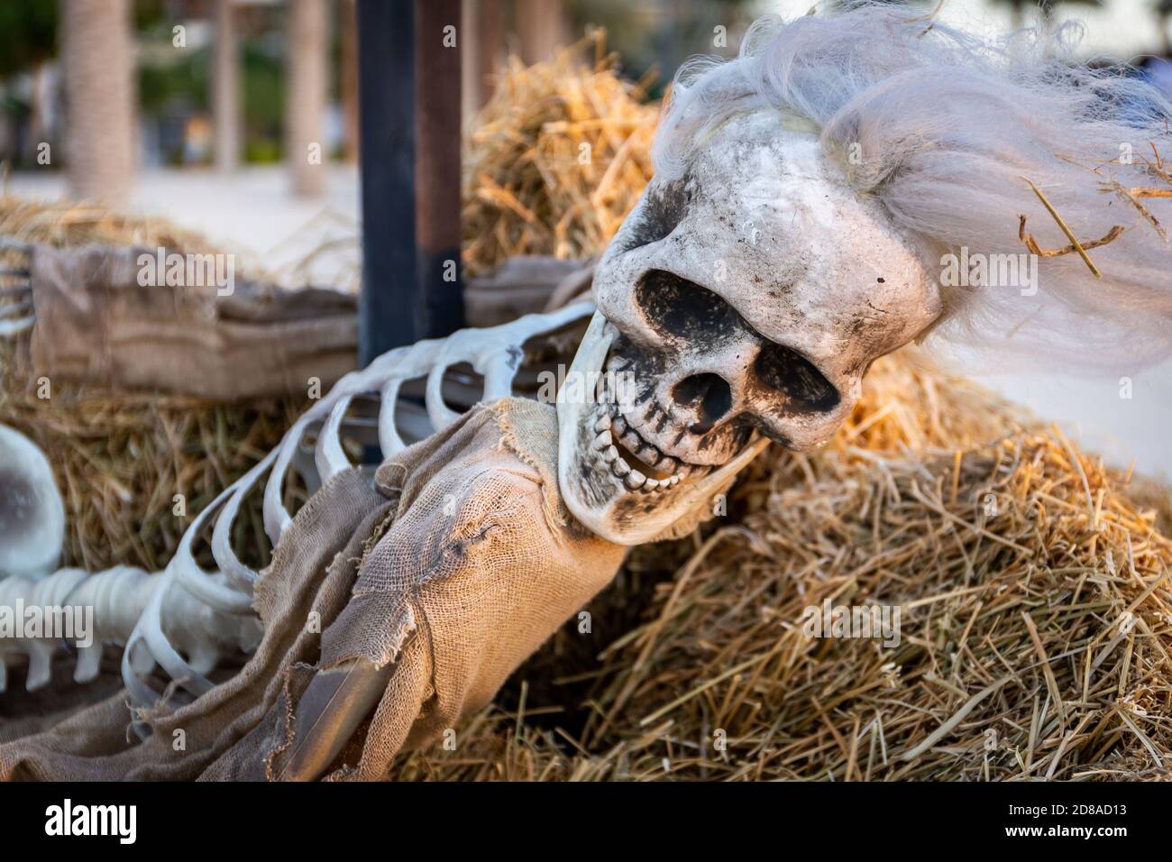 Squelette d'Halloween avec cheveux blancs couchés sur le foin, décoration extérieure d'halloween. Banque D'Images