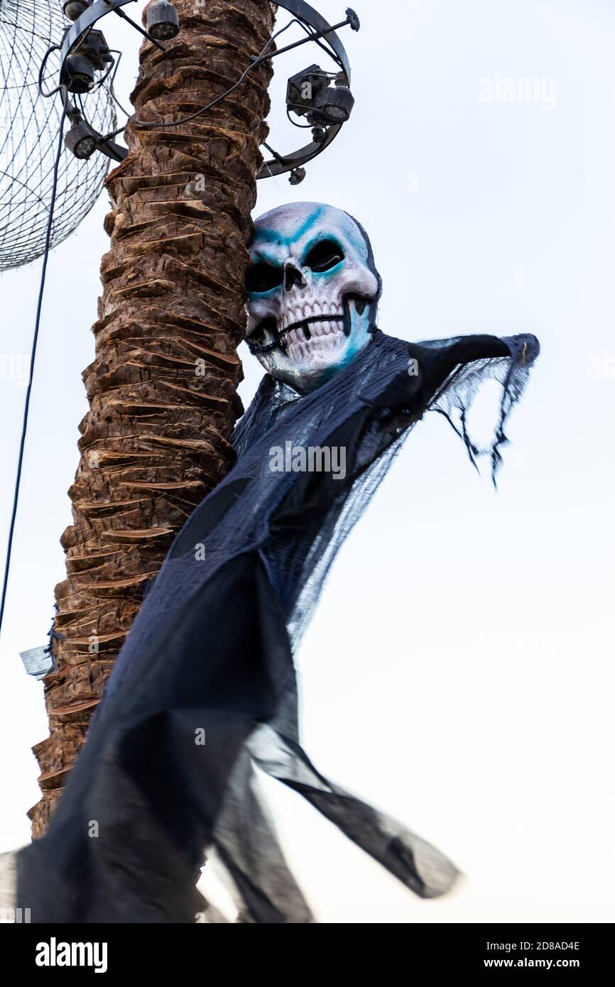 Halloween criant squelette décoration marionnette accrochée sur un tronc de palmier à Dubaï, Émirats arabes Unis. Banque D'Images