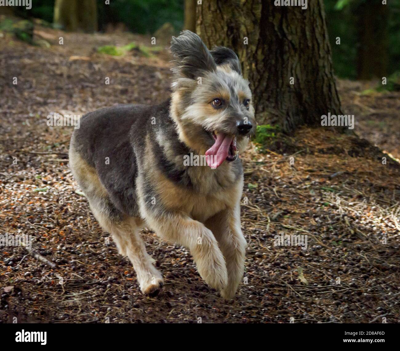 Chien de secours roumain considéré comme une Croix de Corgi courant dans une forêt, automne, Royaume-Uni Banque D'Images