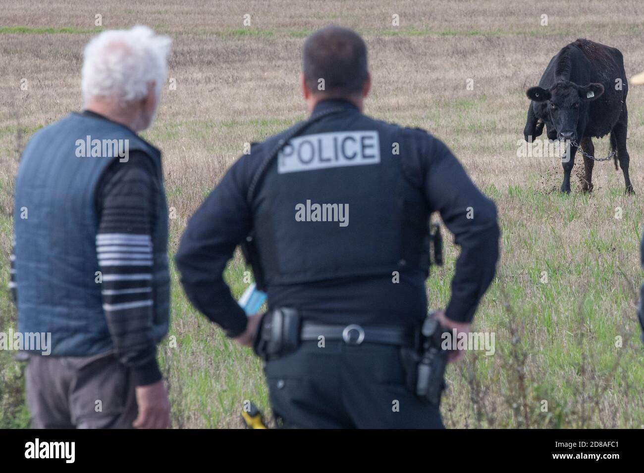 Vache en colère qui court sur le terrain Banque D'Images