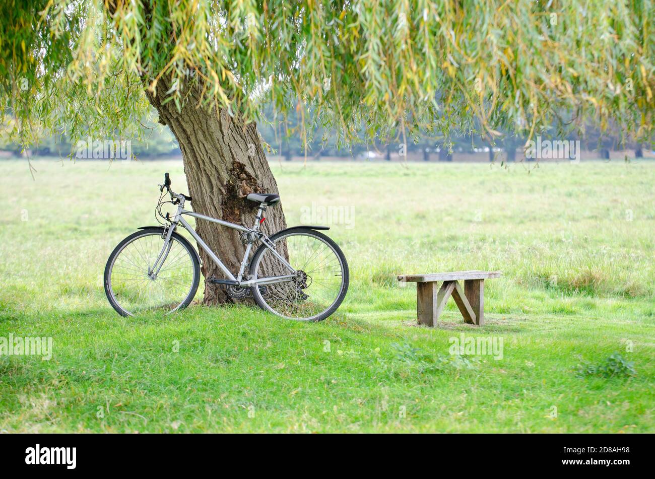 Un vélo contre un arbre dans un parc Banque D'Images