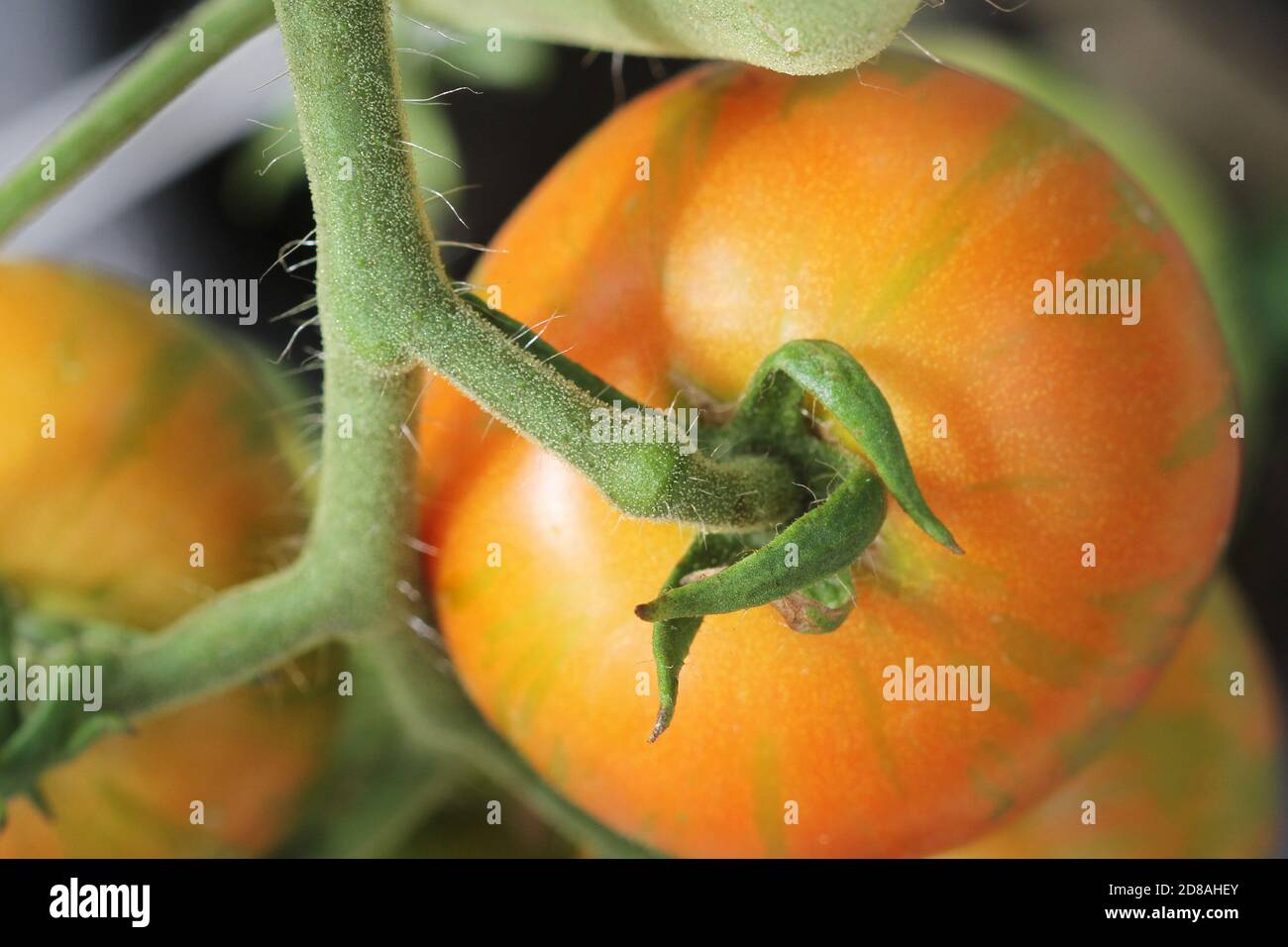 Tomates de Tigerella sur la vigne poussant dans la serre . Banque D'Images