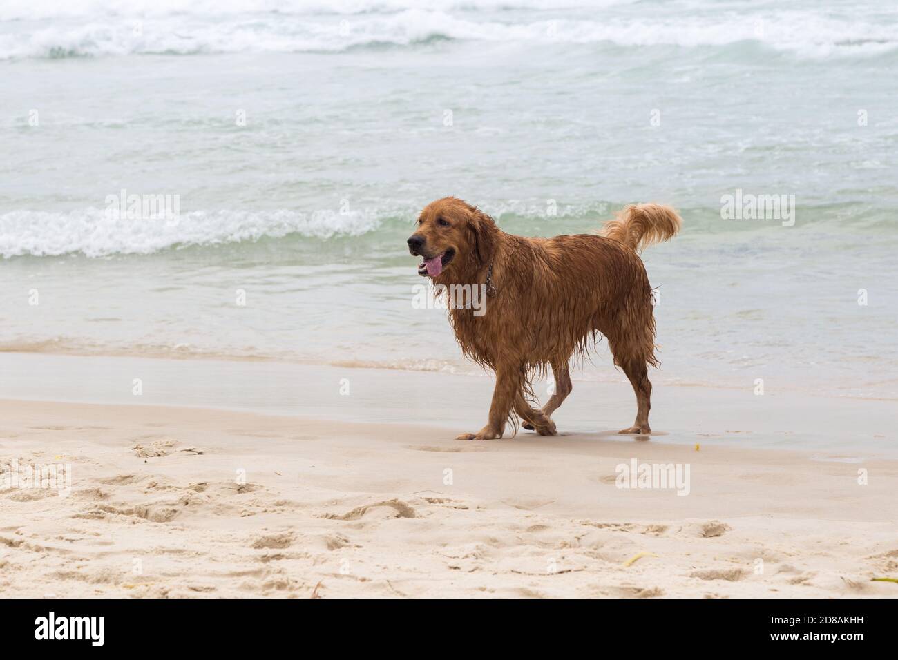 Chien doré Weated sortant de la baignade dans la mer. Barra da Tijuca, Rio de Janeiro, Brésil. Banque D'Images
