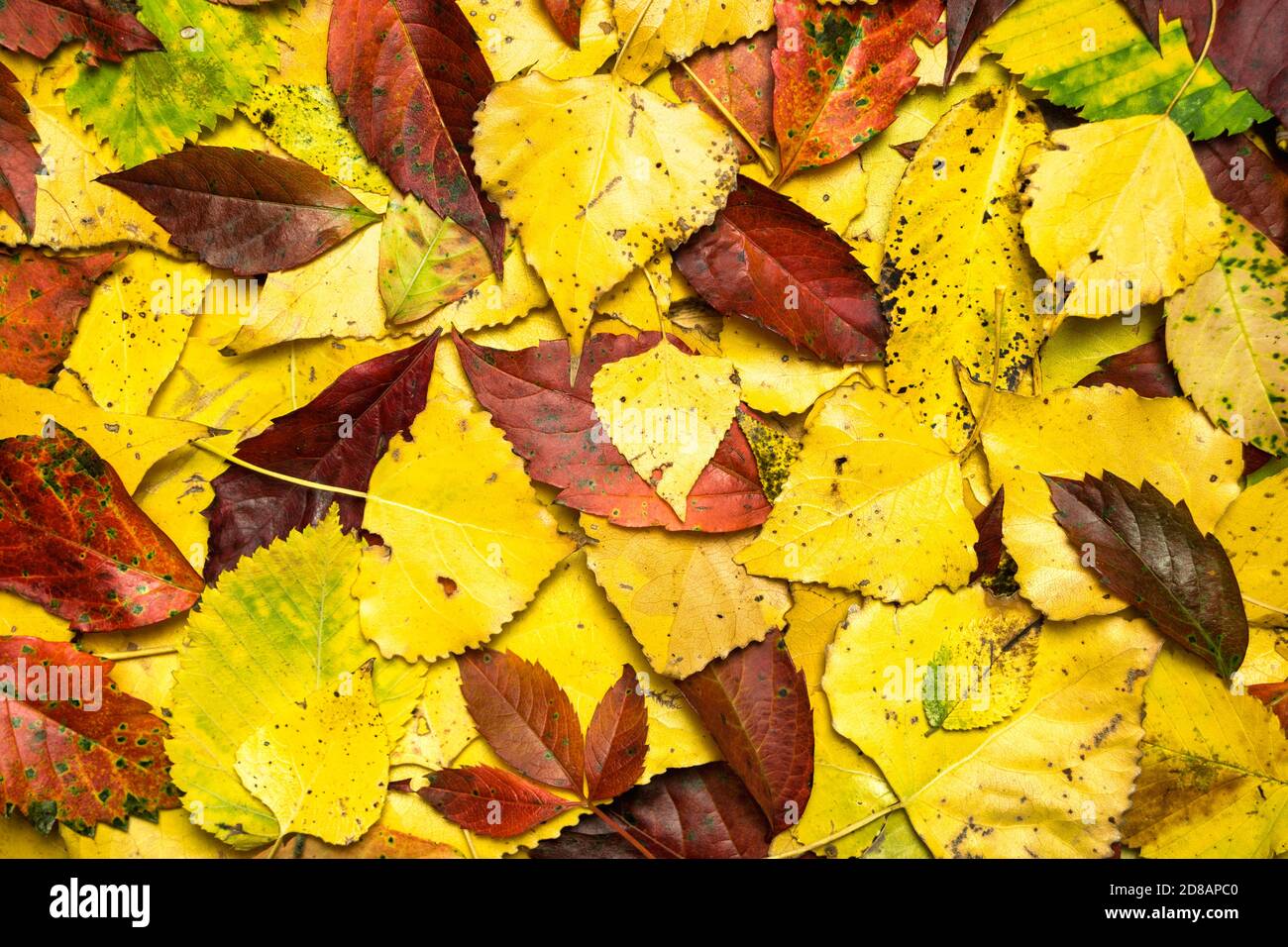 Arrière-plan d'automne avec feuilles colorées, gros plan. Plat avec espace pour la publicité. Banque D'Images