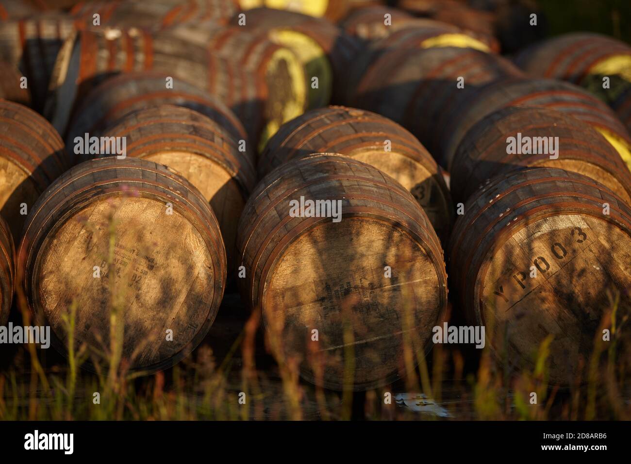 Fûts Scotch Whisky dans la lumière du soir Banque D'Images