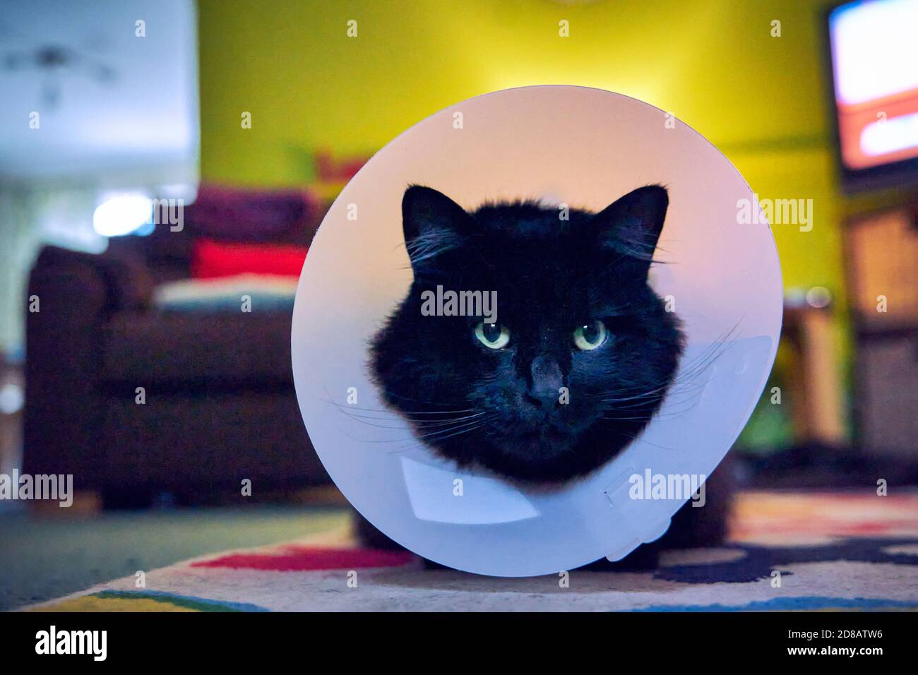 Chat mal noir avec col sur le cou après avoir eu la chirurgie de récupération à la maison. Post-chirurgie vétérinaire sur l'animal de compagnie de famille Banque D'Images
