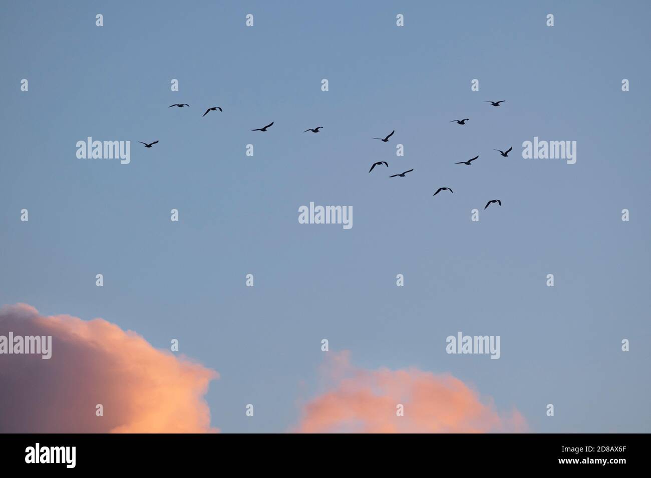 oiseaux migrant dans un ciel nocturne Banque D'Images