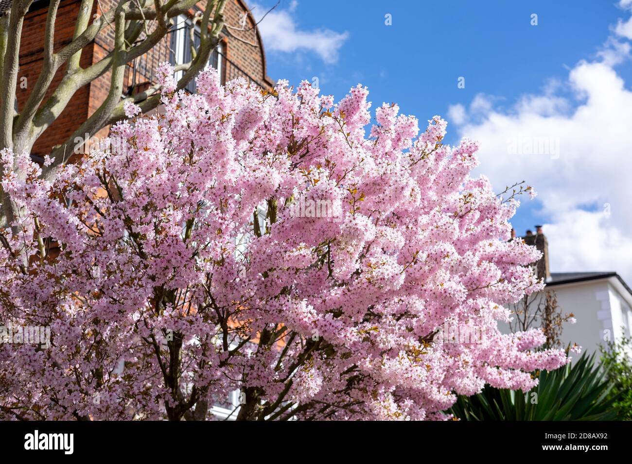 Fleur de cerisier rose contre un ciel bleu Banque D'Images
