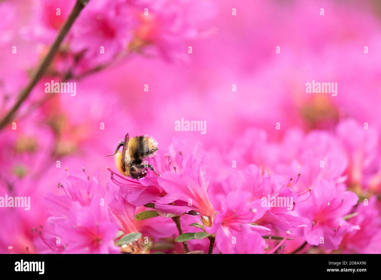 bumble abeille trébuche dans la fleur rose Banque D'Images