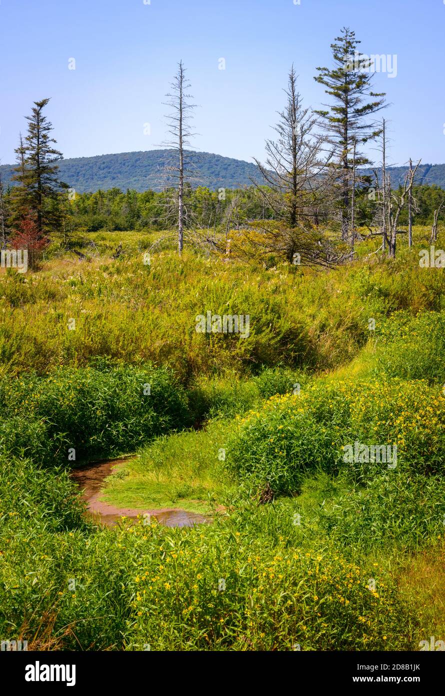 Canaan Valley National Wildlife Refuge Banque D'Images