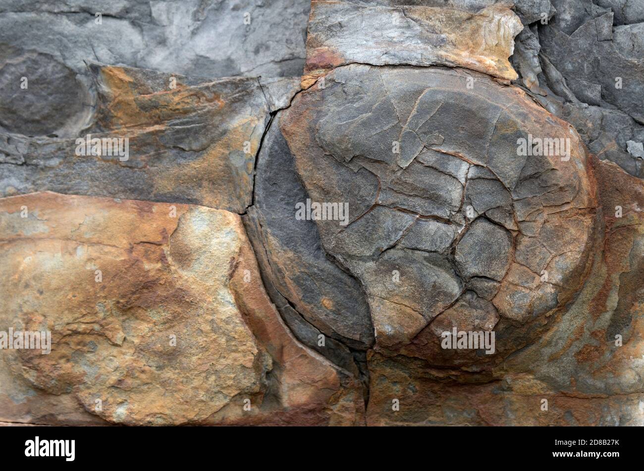 Fossile sur le flanc d'une falaise. L'extrémité d'un tronc d'arbre fossilisé dépasse de la falaise.le tronc est très abîmé et usé. Vue de fin. Banque D'Images