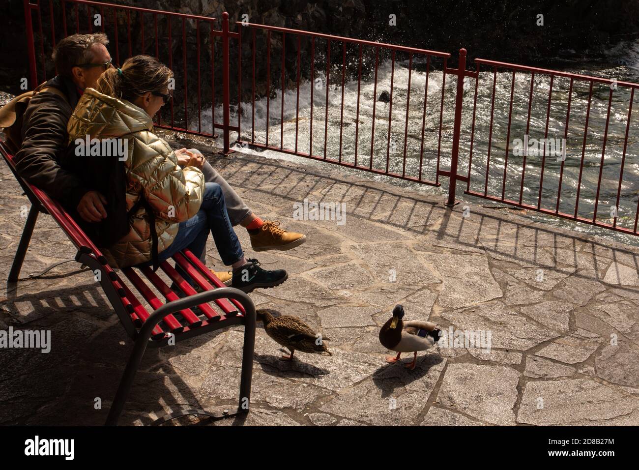 Un couple nourrit des canards sur les rives du lac de Côme Banque D'Images