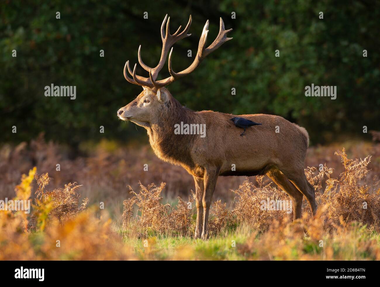 Red Deer Stag, Cervus elaphus, en automne, Richmond Park, Londres, Royaume-Uni Banque D'Images