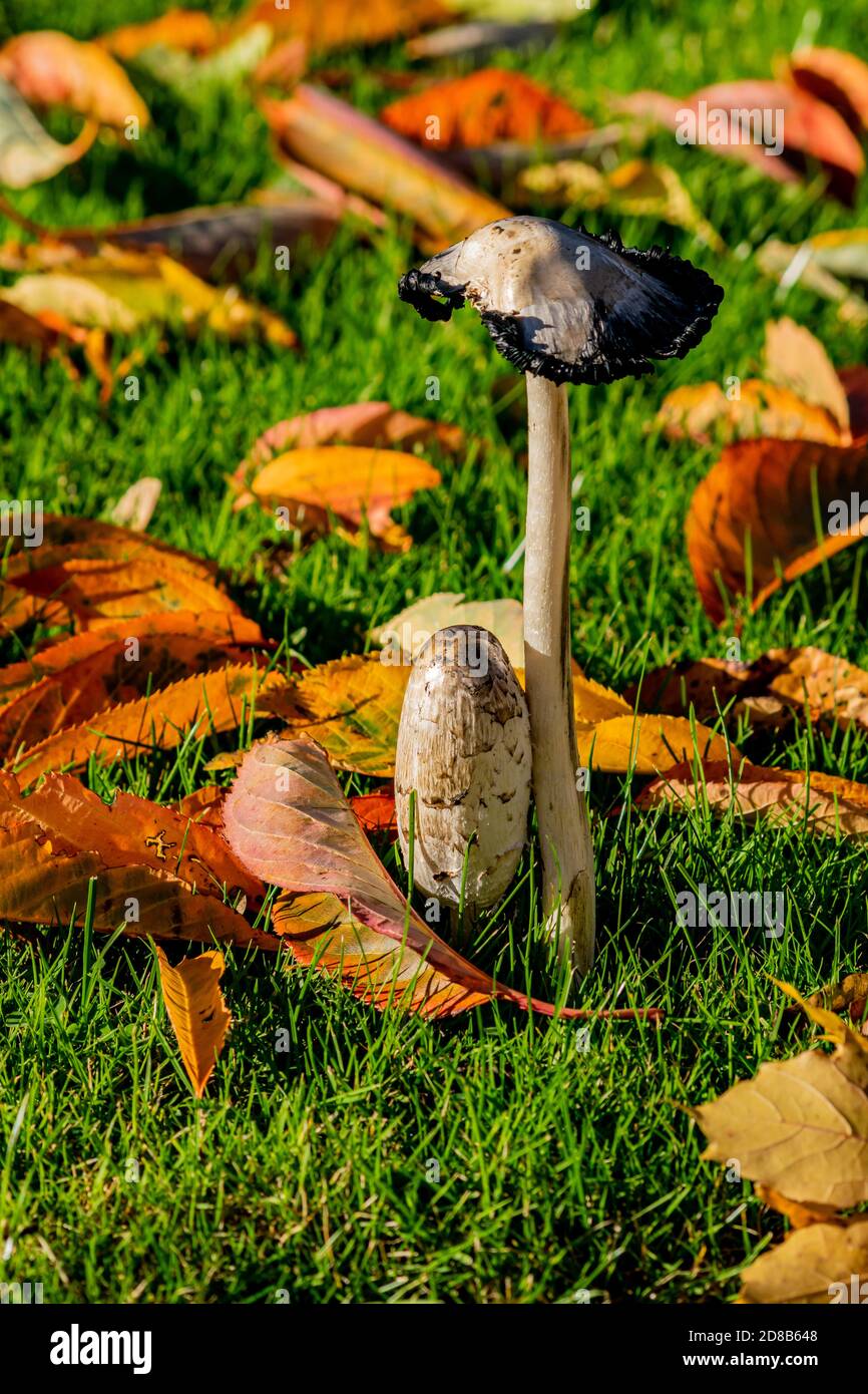 Paire de champignons à tête d'encre déchiquetée coprinopsis atramentaria vue de côté, champignon entouré de feuilles tombées, photo automnale de deux Banque D'Images