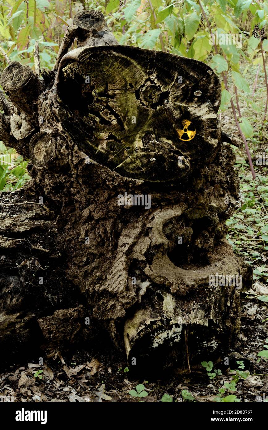 Forêt contaminée par des radiations Banque D'Images