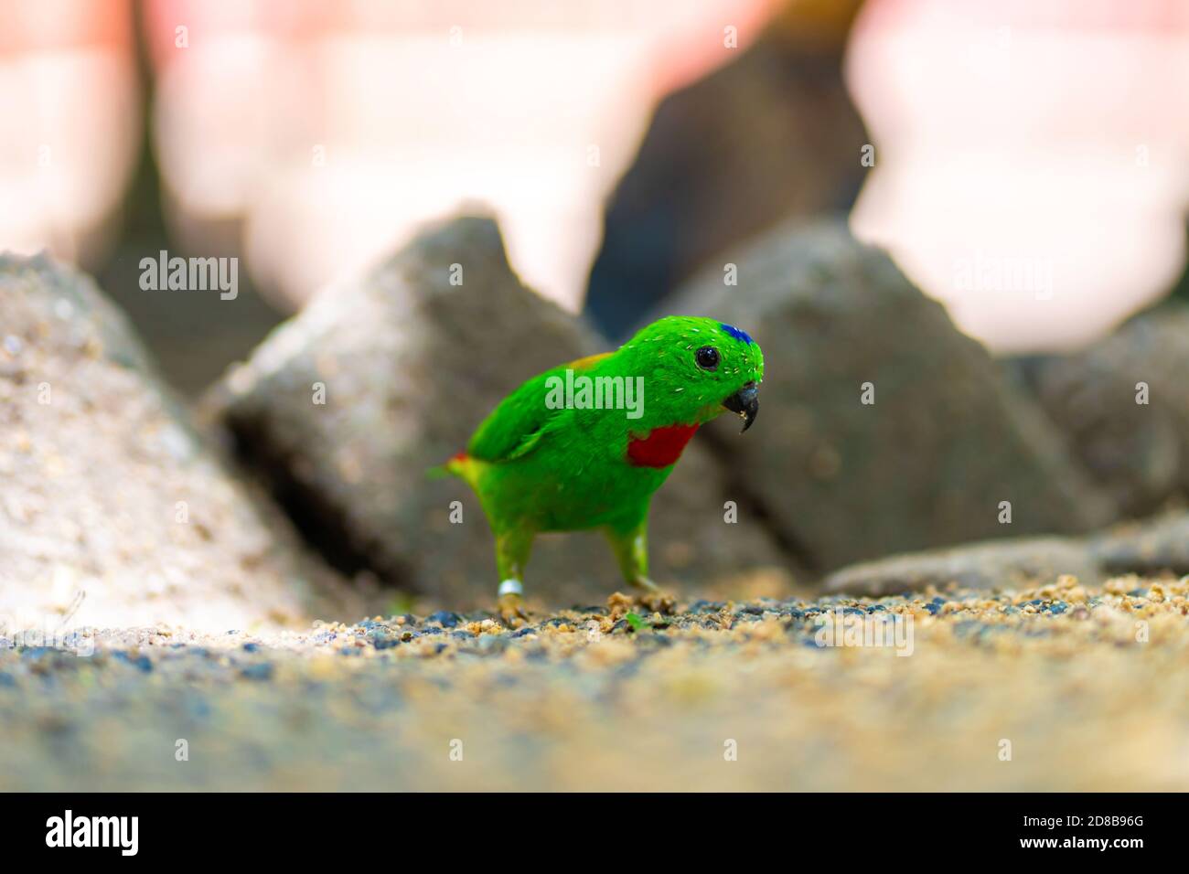 Très petit et mignon perroquet vert vif loriculus galgulus ou perroquet bleu couronné, nourriture de piting. Banque D'Images