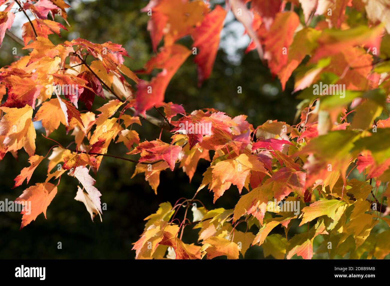 Arbre d'automne no 1 Banque D'Images