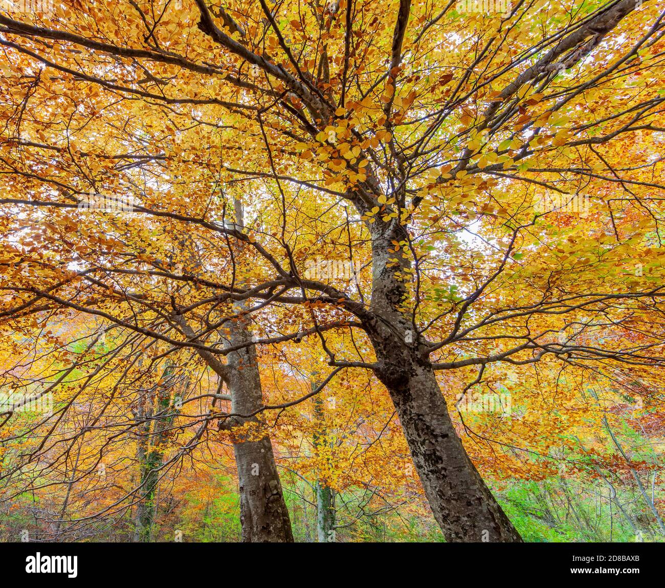 Forêt d'automne dans les sources de la rivière Urederra. Navarre, Espagne. Banque D'Images