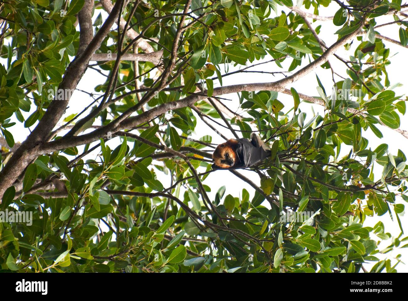 Bat de fruits mauriciens (Pteropus niger), Maurice, en voie de disparition. Banque D'Images