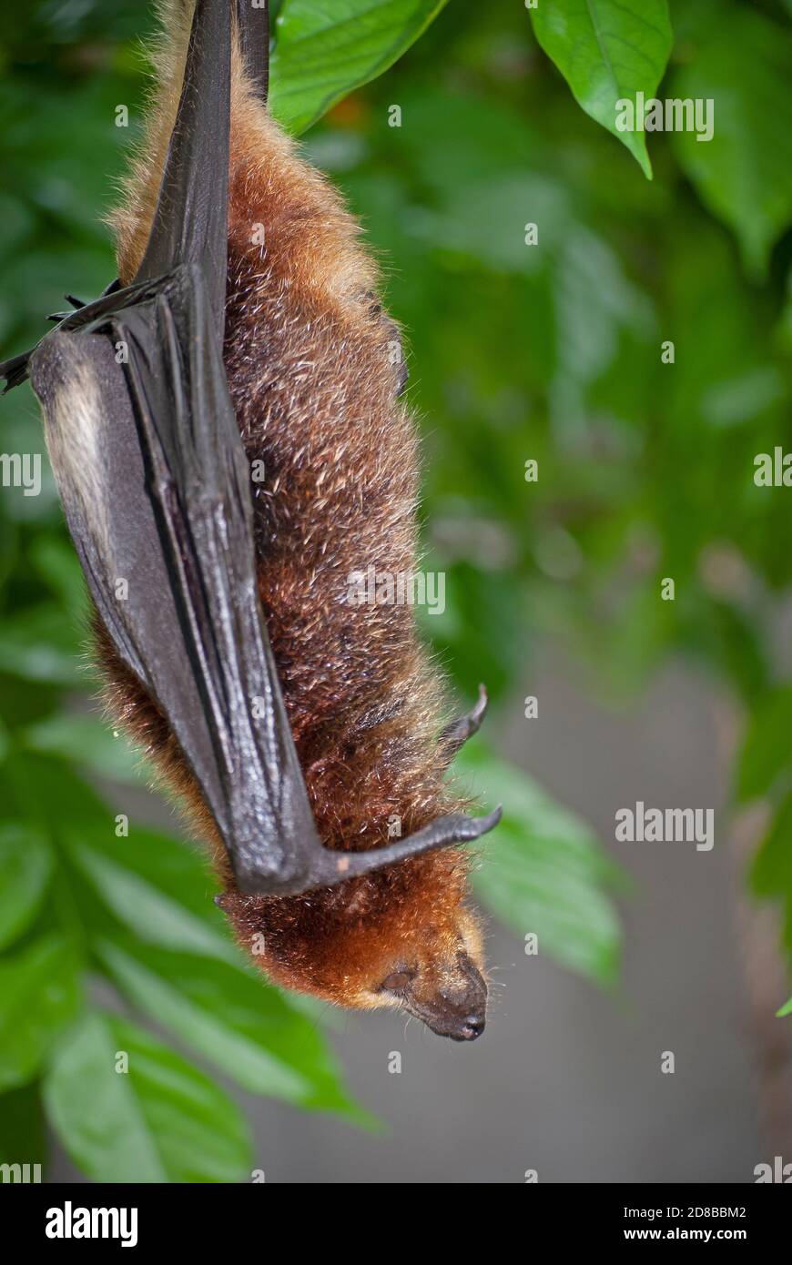 Bat aux fruits mauriciens (Pteropus niger) en voie de disparition dans un centre de réhabilitation géré par la Fondation mauricienne pour la vie sauvage. Banque D'Images
