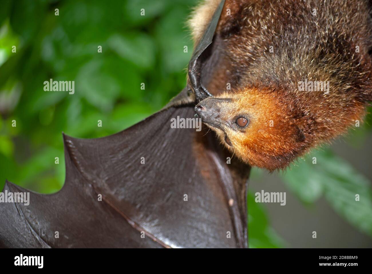 Bat aux fruits mauriciens (Pteropus niger) en voie de disparition dans un centre de réhabilitation géré par la Fondation mauricienne pour la vie sauvage. Banque D'Images