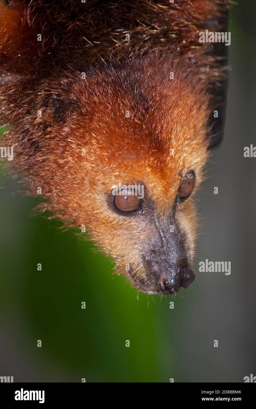Bat aux fruits mauriciens (Pteropus niger) en voie de disparition dans un centre de réhabilitation géré par la Fondation mauricienne pour la vie sauvage. Banque D'Images