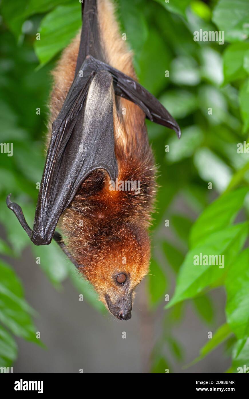 Bat aux fruits mauriciens (Pteropus niger) en voie de disparition dans un centre de réhabilitation géré par la Fondation mauricienne pour la vie sauvage. Banque D'Images